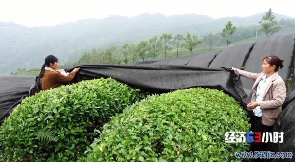 中国事寰球最大的抹茶坐褥国!宇宙四分之一的抹茶产自这里