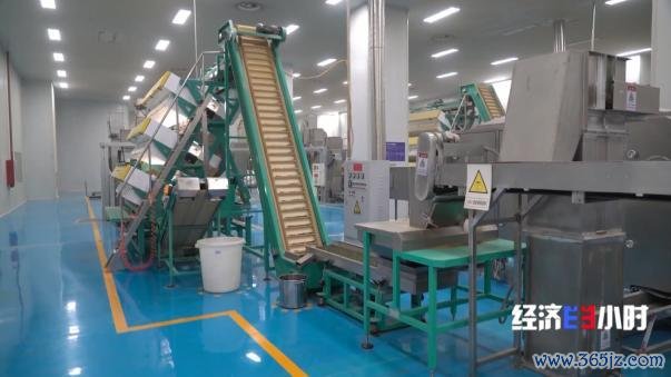 中国事寰球最大的抹茶坐褥国!宇宙四分之一的抹茶产自这里