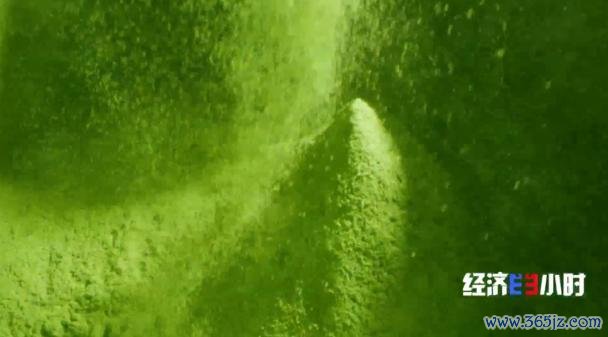 中国事寰球最大的抹茶坐褥国!宇宙四分之一的抹茶产自这里