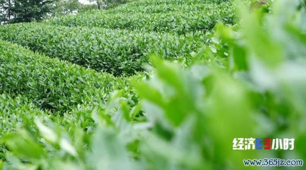 中国事寰球最大的抹茶坐褥国!宇宙四分之一的抹茶产自这里