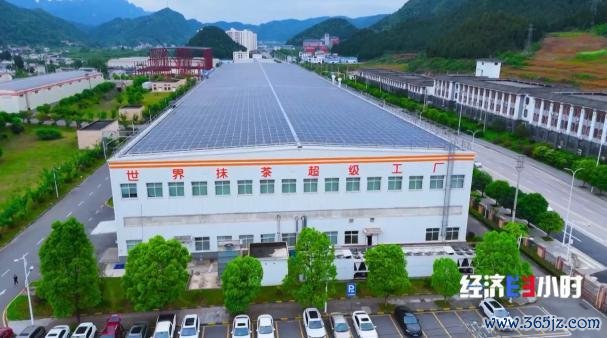 中国事寰球最大的抹茶坐褥国!宇宙四分之一的抹茶产自这里