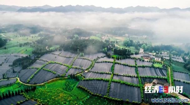 中国事寰球最大的抹茶坐褥国!宇宙四分之一的抹茶产自这里